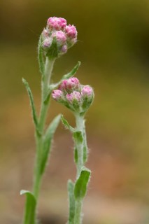 Close-up of Mountain Everlasting (Antennaria dioica) blossoms in early summer
