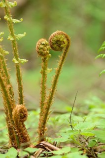 Close-up of male fern (Dryopteris filix-mas) in a forest in spring
