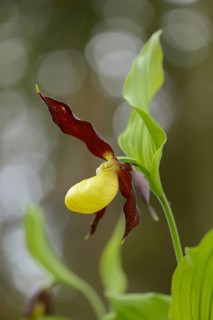 Close-up of lady's-slipper orchid (Cypripedium calceolus) blossoms in a forest in spring, Upper
