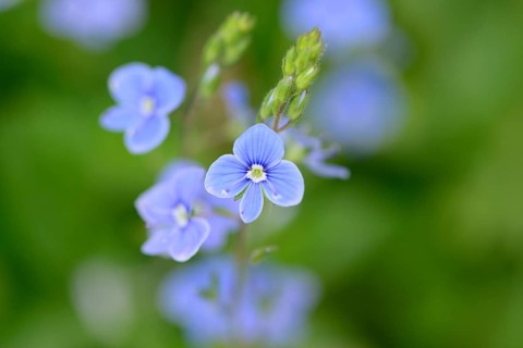 Blossoms from a germander speedwell or bird's-eye speedwell (Veronica chamaedrys)