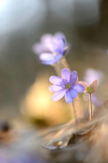 Close-up of a Common Hepatica (Anemone hepatica) blossoms in a forest on a sunny evening in spring
