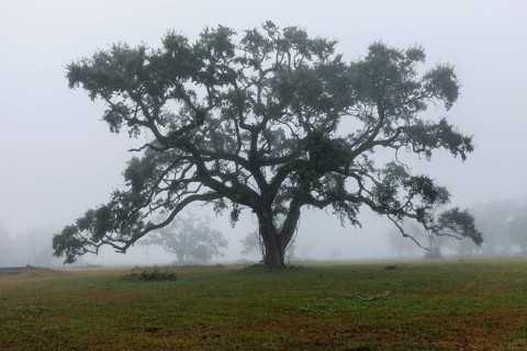 Live Oak tree in an open field on a foggy morning in Biloxi, Mississippi, United States of America,