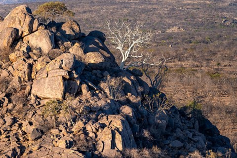 Leafless trees growing on a rocky barren hill, tree with white bark, Hobatere Concession, Namibia,