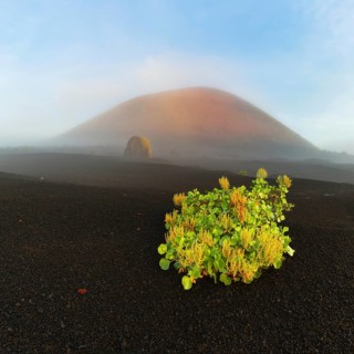Canary Island dock (Rumex lunaria) and lava bomb in front of the Caldera Colorada, Parque Natural