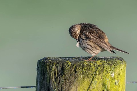 Meadow pipit (Anthus pratensis) preening itself, Lower Saxony, Germany, Europe