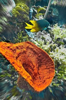Red barrel sponge (Xestospongia testudinaria), Wakatobi Dive Resort, Sulawesi, Indonesia, Asia