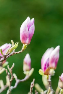 Mulan magnolia (Magnolia liliiflora)