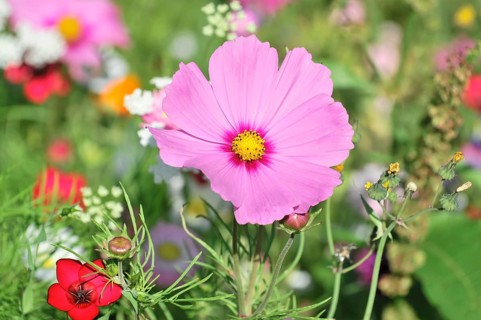 Mexican aster (Cosmea bipinnata), Schwaebisch Gmuend, Baden-Wuerttemberg, Germany, Europe, Bright