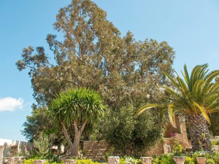 Large trees and palm trees in a sunny garden, Tunis in Africa with ruins from Roman times, modern