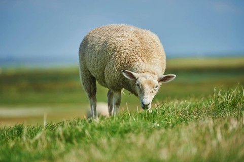 Domestic sheep (Ovis aries) Merino on the Beach, North Sea, East Frisia, Lower Saxony, Germany,