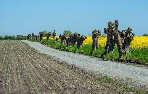 Small gravel road with row of pruned willow trees along blooming rapeseed and field with newly sown