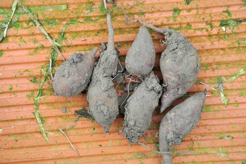 Yacon harvest in a garden