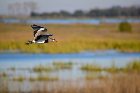 Southern lapwing (Vanellus chilensis) in flight over the lake Laguna de Navarro, Buenos Aires,