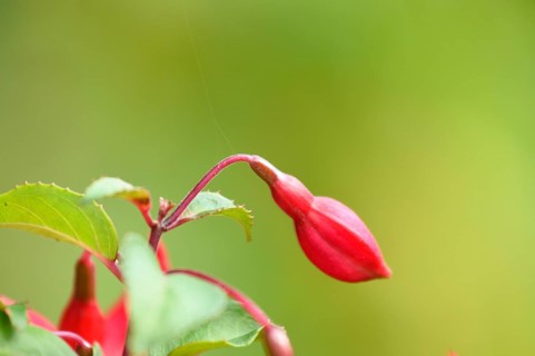 Close-up of red Fuchsia blossoms in a garden in summer