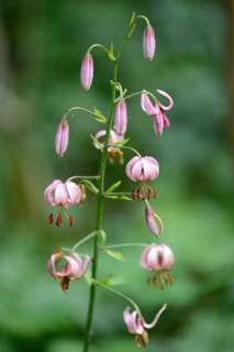Close-up of a Martagon or Turk's cap lily (Lilium martagon) in a forest in spring