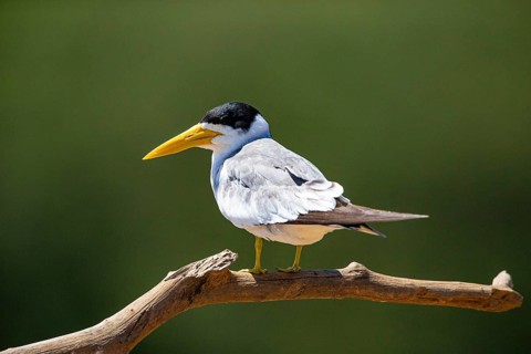 Large-billed Tern (Phaetusa simplex) Pantanal Brazil