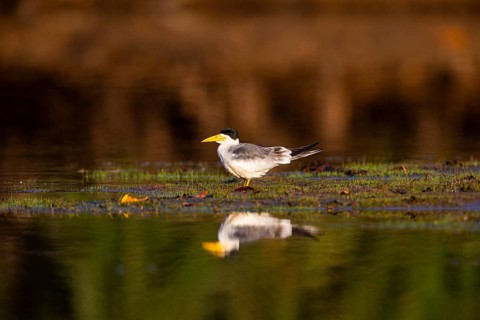 Large-billed Tern (Phaetusa simplex) Pantanal Brazil