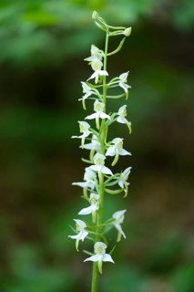 Platanthera chlorantha, commonly known as the Greater Butterfly-orchid