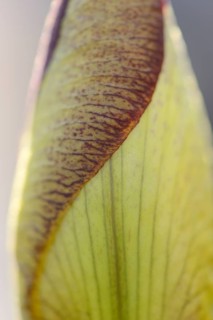 Close-up of a bearded iris cultivar 'Mary Todd' in a garden in spring