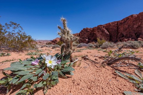 Evening primrose wildflowers and cholla cactus on the desert floor of Valley of Fire State Park