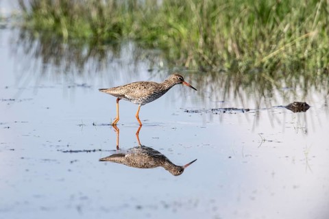 Common redshank (Tringa totanus), s Lower Saxony, Germany, Europe