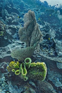 Yellow finger sponge (Callyspongia sp), and Annella sp. (Annella reticulata), Wakatobi Dive Resort,