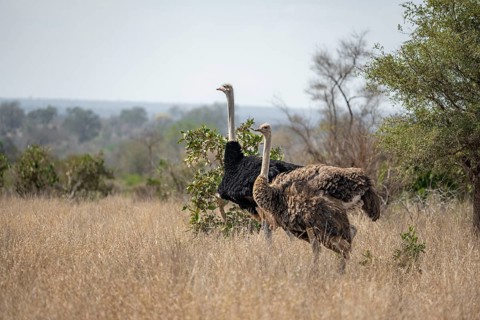Common ostriches (Struthio camelus), adult male and female, in dry grass, Kruger National Park,
