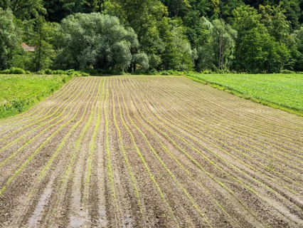 Farmland at the edge of the forest, near Heimschuh, Styria, Austria, Europe