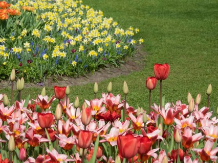 Colourful tulips and daffodils in a well-kept flower bed next to a green meadow, many colourful,