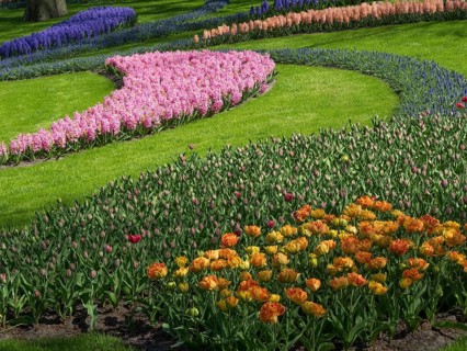 A magnificent flower garden with colourful tulips and hyacinths in curved patterns on a green lawn,