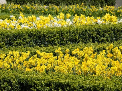 Several rows of flower beds with yellow daffodils between green hedges, many colourful, blooming