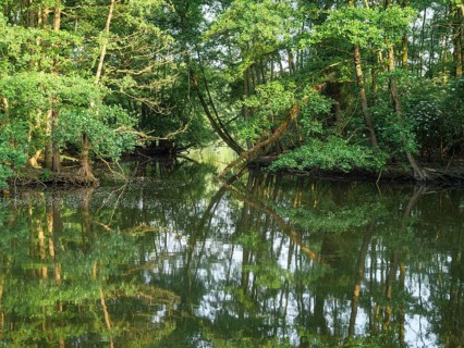 A calm forest river reflects the dense green trees on the shore, small lake with tree growth and