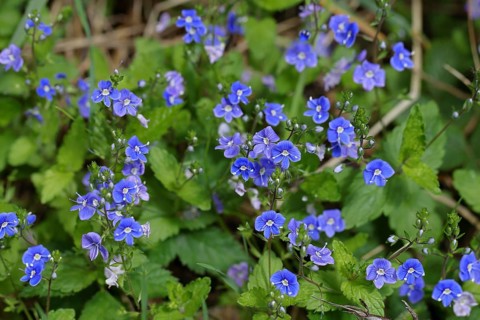 Germander speedwell (Veronica chamaedrys), medicinal plant, Wilnsdorf, North Rhine-Westphalia,
