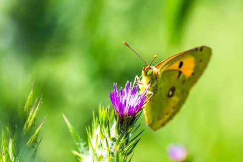 Clouded Yellow, Colias croceus, butterfly, Albania, Europe