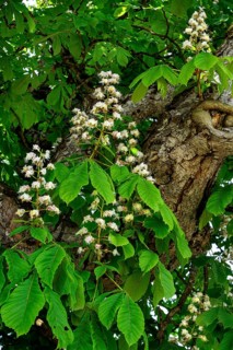 Spring, blossoms of the common horse-chestnut (Aesculus hippocastanum), Allgaeu, Bavaria, Germany,