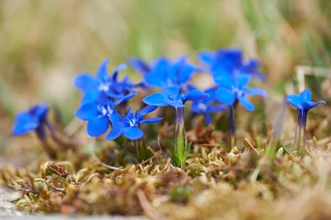 Close-up of spring gentian (Gentiana verna) blossoms in spring