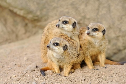 Close-up of a group of meerkat or suricate (Suricata suricatta) in spring