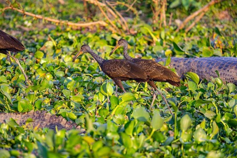 Limpkin (Aramus guarauna) Pantanal Brazil