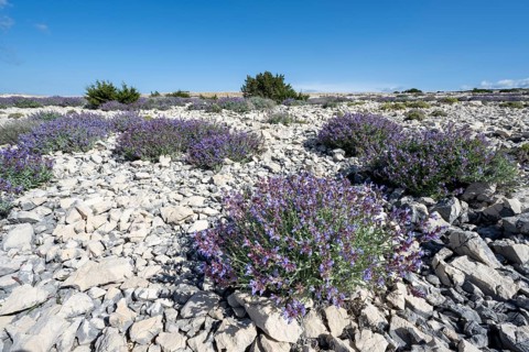 Flowering sage (Salvia), island of Pag, Zadar, Dalmatia, Croatia, Europe