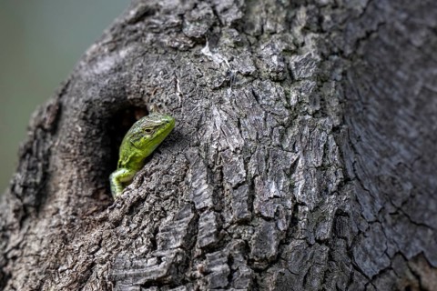 Sand lizard (Lacerta agilis) looking out of a knothole, Dalmatia, Croatia, Europe