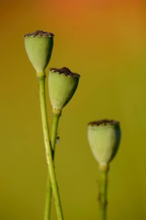 Close-up of seed capsules from a Corn poppy (Papaver rhoeas) in summer