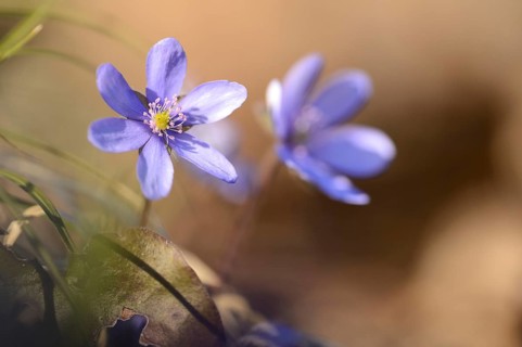 Close-up of a Common Hepatica (Anemone hepatica) blossoms in a forest on a sunny evening in spring