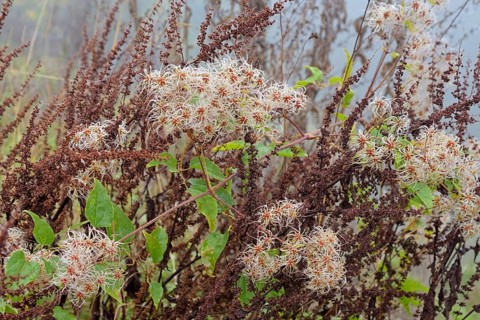 Clematis vitalba with fruiting vines, Moselle, Rhineland-Palatinate, Germany, Europe