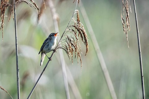 Sedge warbler (Acrocephalus schoenobaenus), Lower Saxony, Germany, Europe