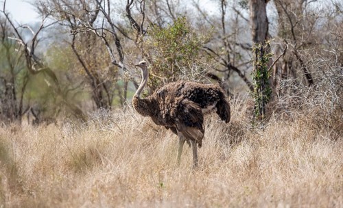 Common ostrich (Struthio camelus), adult female, in dry grass, Kruger National Park, South Africa,