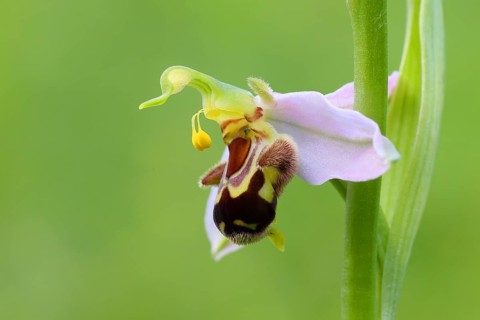 Bee orchid (Ophrys apivera), single flower, close-up of the flower, showing pollen-laden anthers