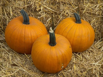 Three orange pumpkins lying next to each other on a bed of dry hay, orange pumpkins on straw bales