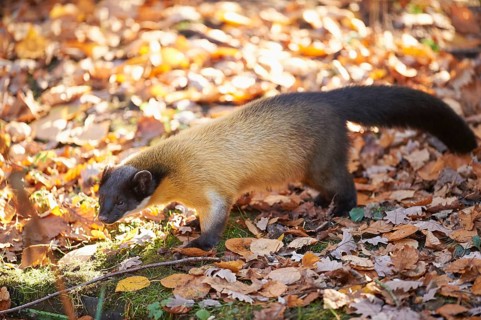 Close-up of a yellow-throated marten (Martes flavigula) in autumn