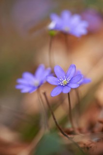 Common hepatica (Anemone hepatica) Blossoms in a forest, Bavaria, Germany, Europe