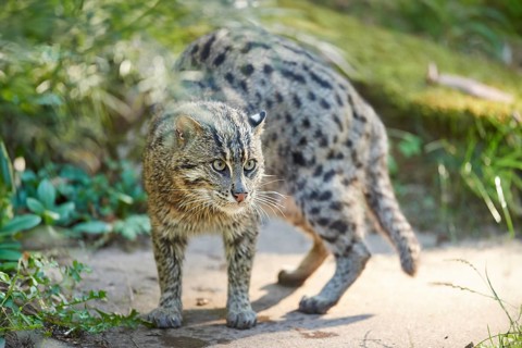 Close-up of a fishing cat (Prionailurus viverrinus) at the shore of a lake, captive